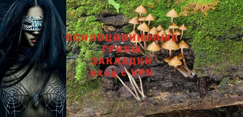 мега   Анадырь  Псилоцибиновые грибы Psilocybine cubensis  наркота 